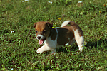 hundefotos jack_russell_terrier
