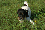 hundefotos jack_russell_terrier