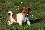hundefotos jack_russell_terrier