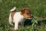 hundefotos jack_russell_terrier