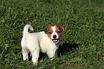 hundefotos jack_russell_terrier