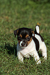hundefotos jack_russell_terrier