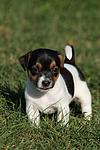 hundefotos jack_russell_terrier