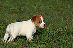 hundefotos jack_russell_terrier