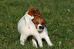 hundefotos jack_russell_terrier