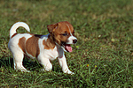 hundefotos jack_russell_terrier