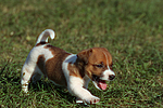 hundefotos jack_russell_terrier