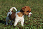 hundefotos jack_russell_terrier