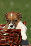 hundefotos jack_russell_terrier