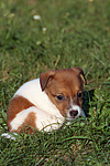hundefotos jack_russell_terrier