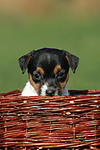 hundefotos jack_russell_terrier