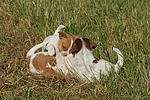 hundefotos jack_russell_terrier