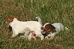 hundefotos jack_russell_terrier
