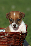 hundefotos jack_russell_terrier