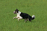 hundefotos border_collie