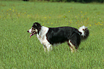 hundefotos border_collie