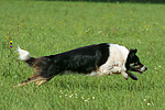 hundefotos border_collie