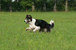 hundefotos border_collie