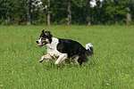 hundefotos border_collie
