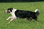 hundefotos border_collie