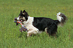 hundefotos border_collie