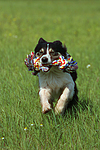 hundefotos border_collie