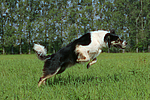hundefotos border_collie