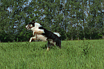 hundefotos border_collie