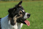 hundefotos border_collie