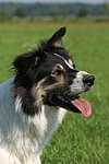 hundefotos border_collie