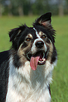 hundefotos border_collie