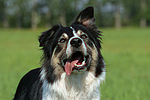 hundefotos border_collie