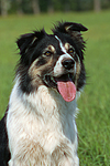 hundefotos border_collie