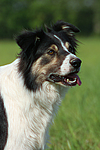 hundefotos border_collie
