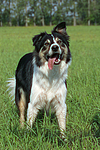 hundefotos border_collie