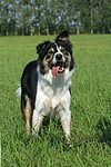hundefotos border_collie