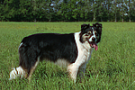 hundefotos border_collie