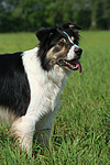 hundefotos border_collie