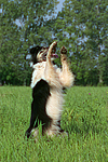 hundefotos border_collie