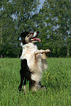 hundefotos border_collie