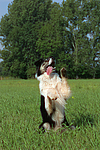 hundefotos border_collie