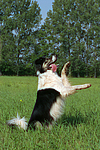hundefotos border_collie
