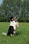 hundefotos border_collie