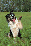 hundefotos border_collie