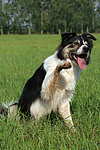 hundefotos border_collie
