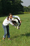hundefotos border_collie
