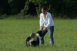 hundefotos border_collie