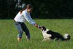 hundefotos border_collie