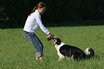 hundefotos border_collie