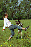hundefotos border_collie